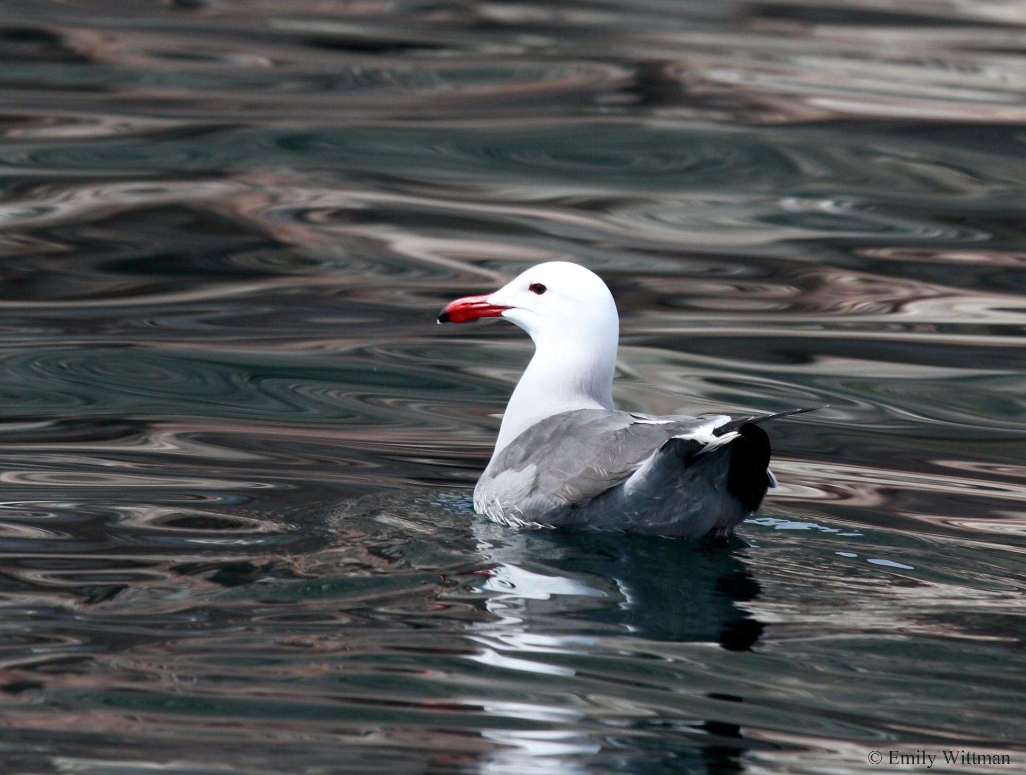 Heermann’s GullTerns and Skimmers, Birds, Animals, Heermann’s Gull, Gulls