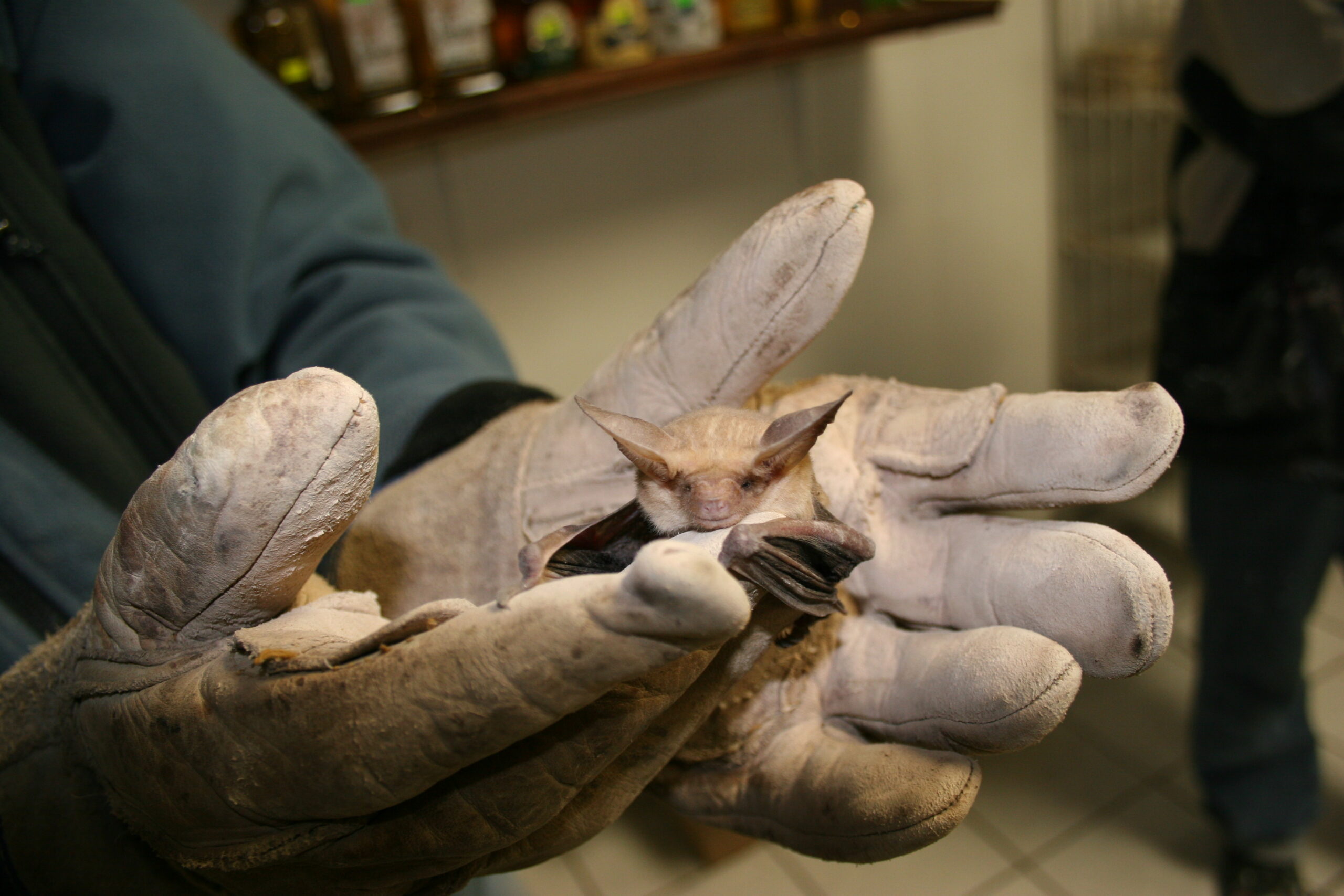 Myotis vivesi – the fish-eating bat