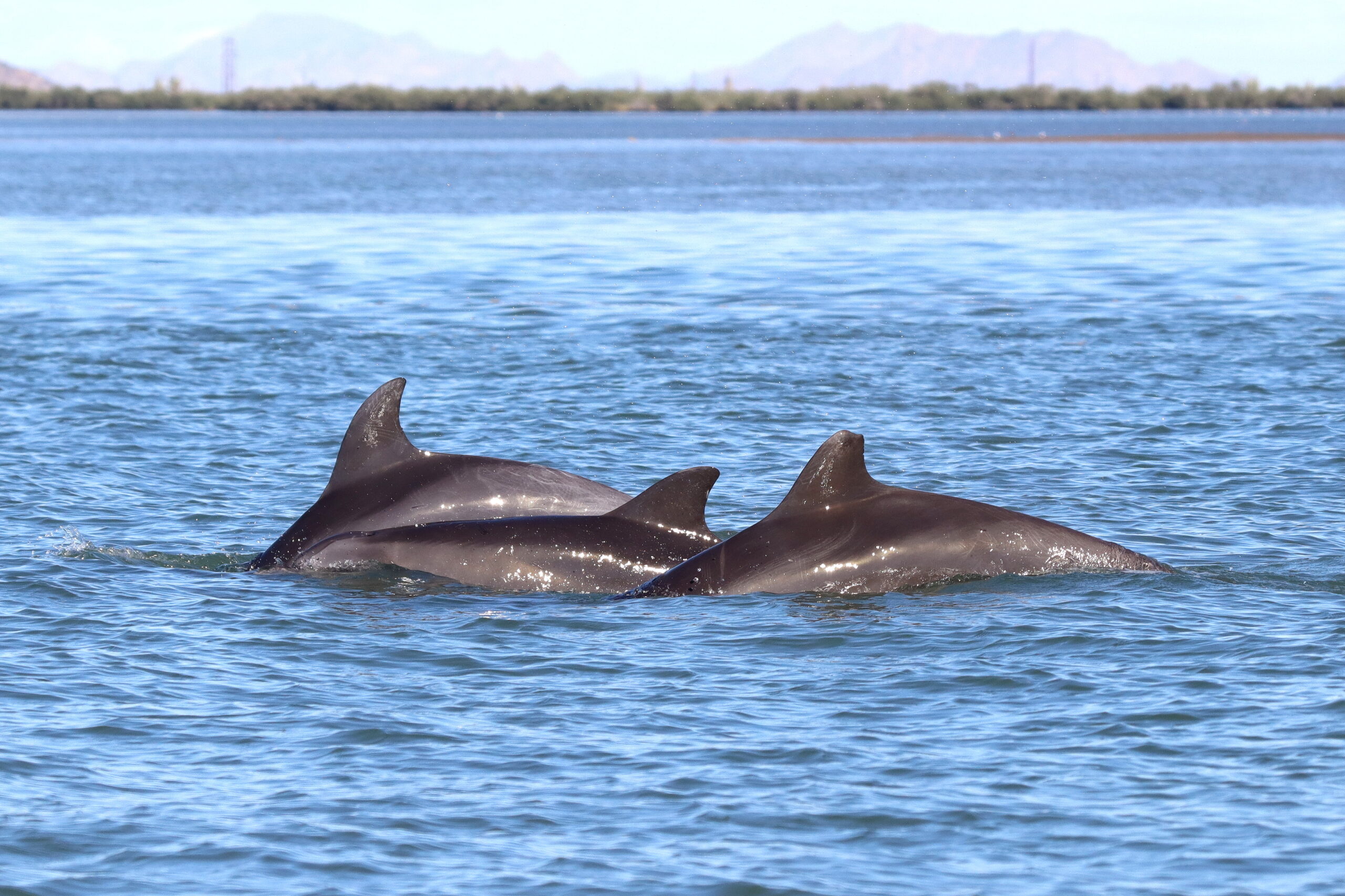 Tt_20231118-S137-C_10376_1